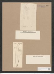 Pleurosigma hermanii Ralfs. (de-Toni-Nr.: Genus 13, Species 1011) Zeichnungen Sammlung Grunow Nr. 2060 (NHMW-BOT-W0368921)